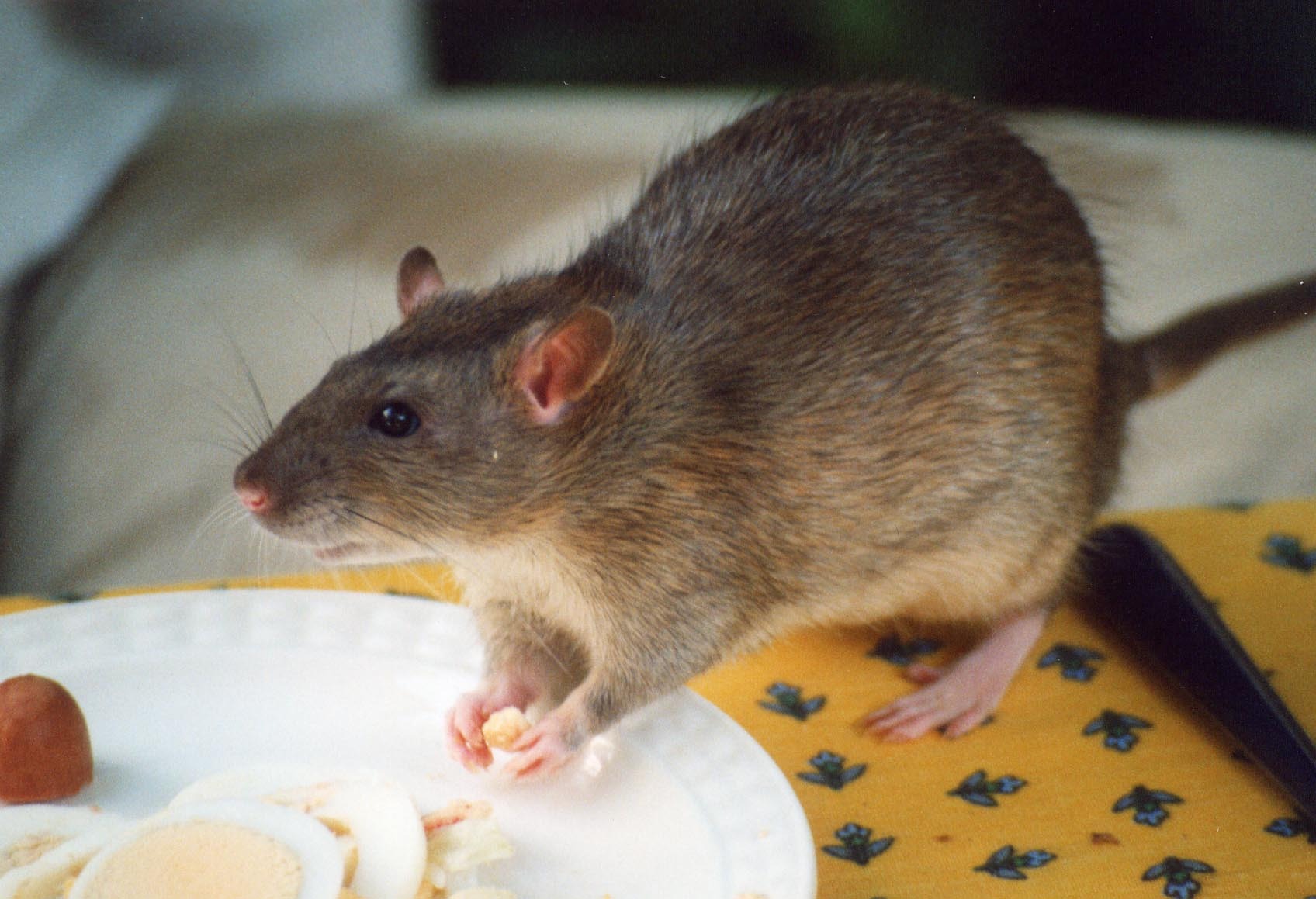 Un rat dans une cuisine à Anet