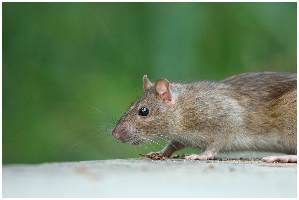 Un rat des champs à Plounévez-Lochrist