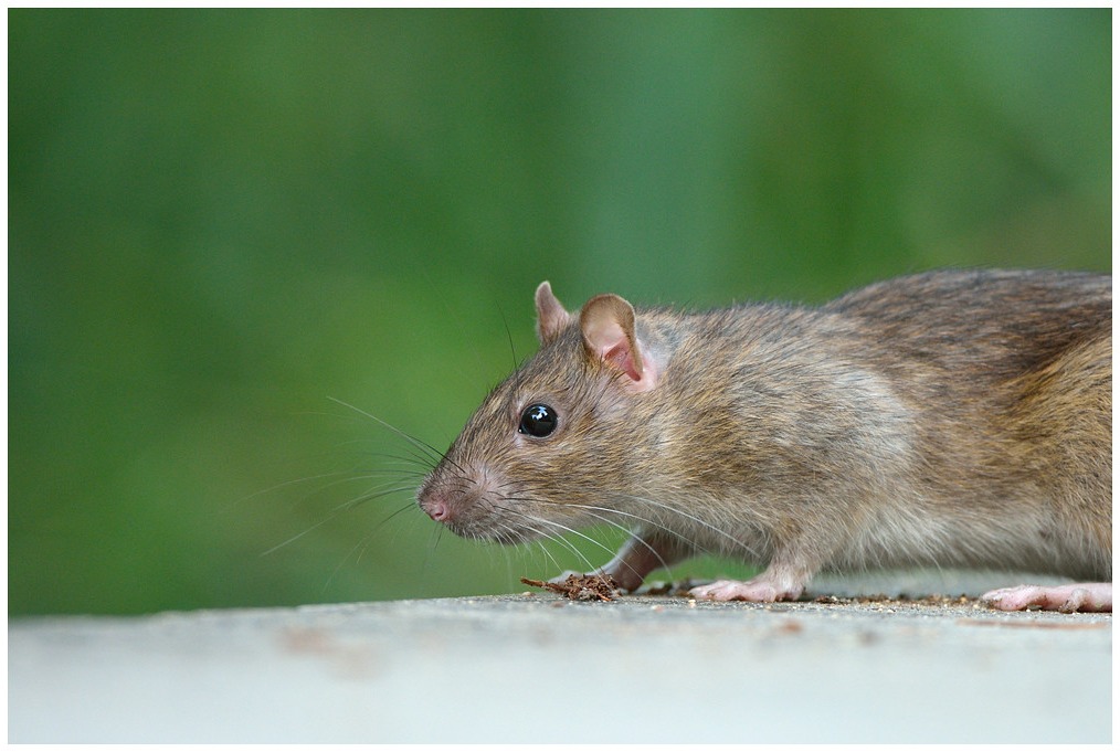 Un rat des champs à Pont-d'Ain